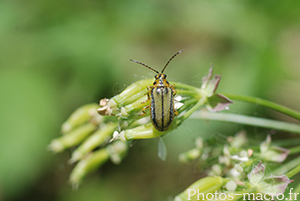 Xanthogaleruca luteola